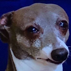 Meet your Posher, Will